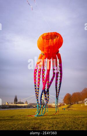 Großer Krake Drachen am Rheinufer im Stadtteil Deutz, Blick auf den Dom, Köln, Deutschland. großer Krake Drachen ueber Stockfoto