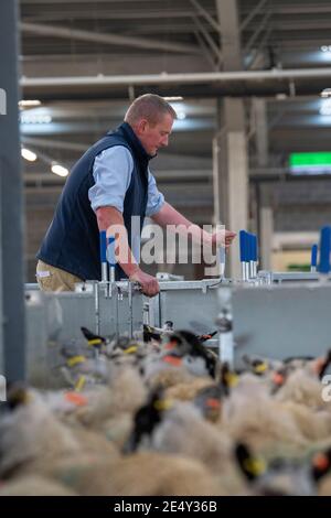 Bauern, die Schafe durch ein Rennen in einem landwirtschaftlichen Schuppen, Darlington, Großbritannien, sortieren. Stockfoto