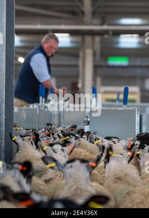 Bauern, die Schafe durch ein Rennen in einem landwirtschaftlichen Schuppen, Darlington, Großbritannien, sortieren. Stockfoto