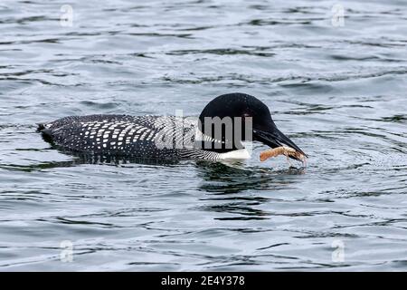 Gemeiner Loon oder großer Nordtaucher (Gavia immer), im Zuchtgefieder erwachsen, Fütterung auf See, Stornoway, Schottland, Vereinigtes Königreich, 27. Juni 2008 Stockfoto