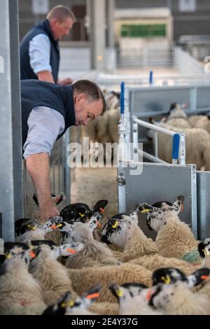 Bauern, die Schafe durch ein Rennen in einem landwirtschaftlichen Schuppen, Darlington, Großbritannien, sortieren. Stockfoto