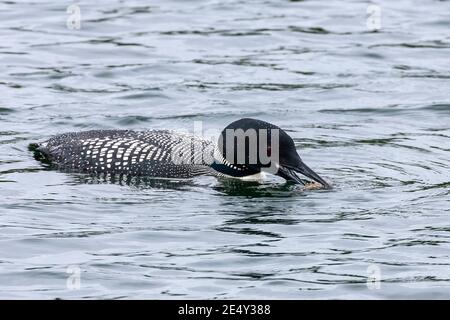 Gemeiner Loon oder großer Nordtaucher (Gavia immer), im Zuchtgefieder erwachsen, Fütterung auf See, Stornoway, Schottland, Vereinigtes Königreich, 27. Juni 2008 Stockfoto