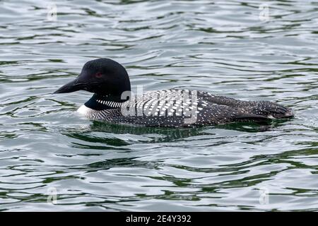 Gemeiner Loon oder großer Nordtaucher (Gavia immer), im Zuchtgefieder erwachsen, auf See schwimmend, Stornoway, Schottland, Vereinigtes Königreich, 27. Juni 2008 Stockfoto