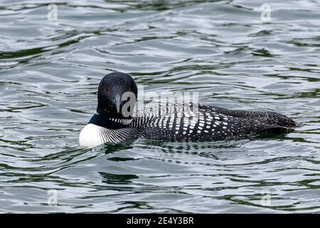 Gemeiner Loon oder großer Nordtaucher (Gavia immer), im Zuchtgefieder erwachsen, auf See schwimmend, Stornoway, Schottland, Vereinigtes Königreich, 27. Juni 2008 Stockfoto