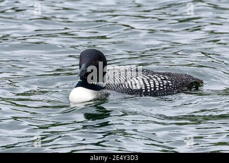 Gemeiner Loon oder großer Nordtaucher (Gavia immer), im Zuchtgefieder erwachsen, auf See schwimmend, Stornoway, Schottland, Vereinigtes Königreich, 27. Juni 2008 Stockfoto