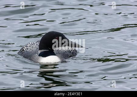 Gemeiner Loon oder großer Nordtaucher (Gavia immer), im Zuchtgefieder erwachsen, auf See schwimmend, Stornoway, Schottland, Vereinigtes Königreich, 27. Juni 2008 Stockfoto