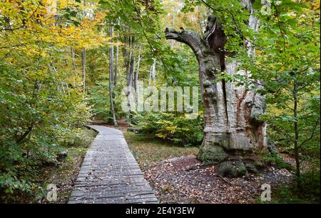 Alte Eiche Im Herbst Stockfoto