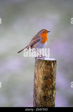 Freundliche Robin, Erithacus rubecula, auf einem Pfosten thront. North Yorkshire, Großbritannien. Stockfoto