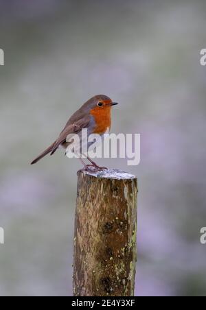 Freundliche Robin, Erithacus rubecula, auf einem Pfosten thront. North Yorkshire, Großbritannien. Stockfoto