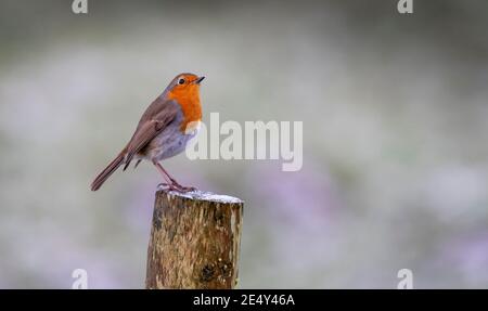 Freundliche Robin, Erithacus rubecula, auf einem Pfosten thront. North Yorkshire, Großbritannien. Stockfoto