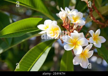 Weiße Frangipani Blumen. Blühender Plumeria Baum. Blumen in Bali. Plumeria im Garten. Stockfoto