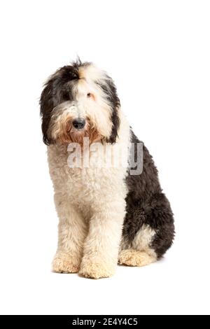 Sheepadoodle Hund vor einem weißen Hintergrund Stockfoto