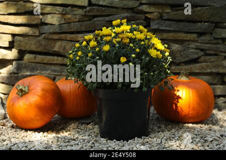 Herbstkonzept mit Chrysanthemen und Kürbissen im Freien Stockfoto