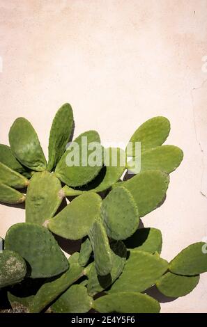 Hintergrundtextur eines Kaktus aus stacheligen Birnen davor Beigefarbene Wand Stockfoto