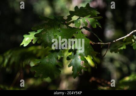 Eichenbaumblätter fangen kleine Sonnenstrahlen zwischen den Schatten, während sie im Herbst braun werden Stockfoto