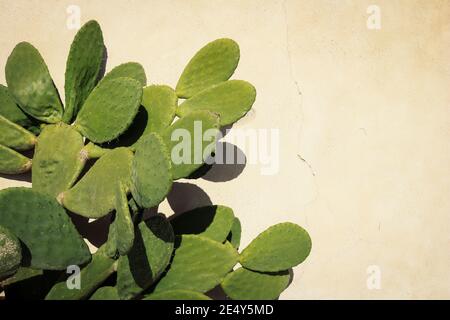 Hintergrundtextur eines Kaktus aus stacheligen Birnen davor Beigefarbene Wand Stockfoto