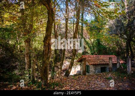 Altes Steinhaus mit grünen Fenstern mitten im Wald, umgeben von Bäumen Stockfoto