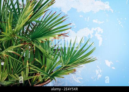 Hintergrundstruktur einer Nahaufnahme von tropischen Palmenblättern Vor einer blauen Wand Stockfoto