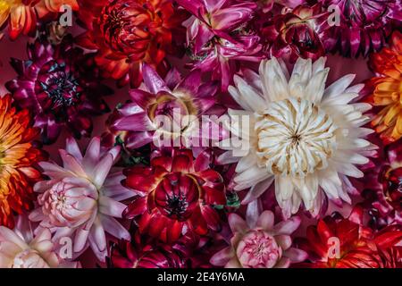 Getrocknete Strohblume oder bunte Blume Hintergrund. Xerochrysum bracteatum, allgemein bekannt als die goldene ewige oder Strohblume. Stockfoto