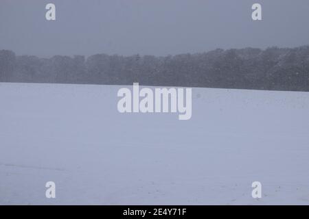 Feld und Wald im Schneesturm Stockfoto