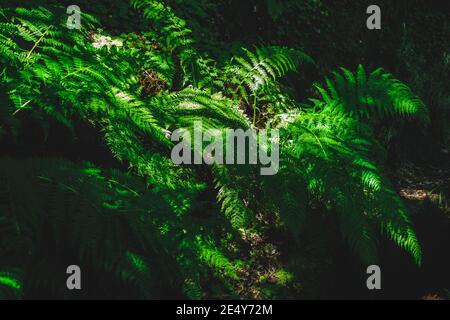 Teilweise beleuchteten Farn wächst in einem tropischen Wald auf der Dunkle Schatten, aber mit großen Blättern Stockfoto