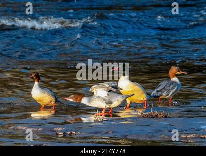 West Lothian, Schottland. 25. Januar 2021: (Mergus merganser) Männchen (grüner Kopf) und Weibchen (brauner Kopf) trocknen ihre Federn im niedrigen Wintersonnenlicht auf dem River Almond, West Lothian, Schottland, UK. Quelle: Ian Rutherford/Alamy Live News. Stockfoto