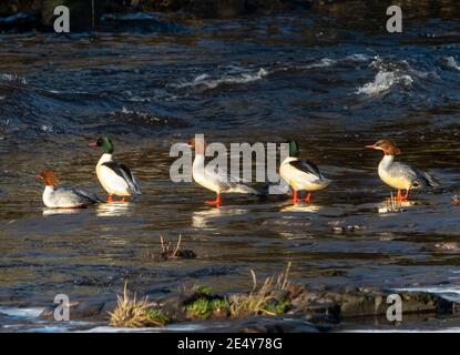 West Lothian, Schottland. 25. Januar 2021: (Mergus merganser) Männchen (grüner Kopf) und Weibchen (brauner Kopf) trocknen ihre Federn im niedrigen Wintersonnenlicht auf dem River Almond, West Lothian, Schottland, UK. Quelle: Ian Rutherford/Alamy Live News. Stockfoto