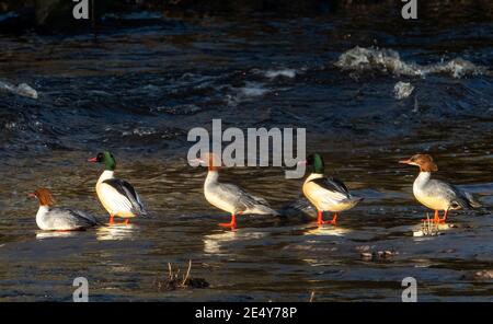 West Lothian, Schottland. 25. Januar 2021: (Mergus merganser) Männchen (grüner Kopf) und Weibchen (brauner Kopf) trocknen ihre Federn im niedrigen Wintersonnenlicht auf dem River Almond, West Lothian, Schottland, UK. Quelle: Ian Rutherford/Alamy Live News. Stockfoto