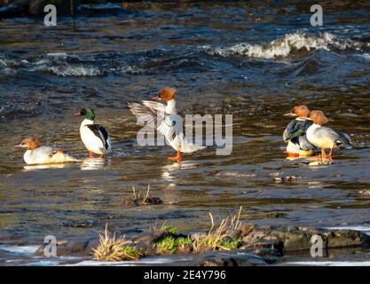 West Lothian, Schottland. 25. Januar 2021: (Mergus merganser) Männchen (grüner Kopf) und Weibchen (brauner Kopf) trocknen ihre Federn im niedrigen Wintersonnenlicht auf dem River Almond, West Lothian, Schottland, UK. Quelle: Ian Rutherford/Alamy Live News. Stockfoto