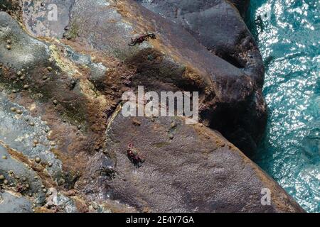 Gruppen von bunten Krabben auf dunklen vulkanischen Felsen An der Küste mit dem blauen Meer daneben Stockfoto