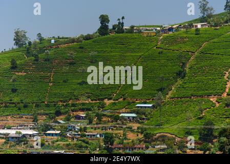 Teeplantage in Berghügelgebiet des ländlichen Sri Lanka. Stockfoto