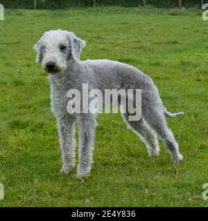 Bedlington terrier Stockfoto