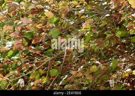 Blatt in einem Baum, der Farbe von grün zu rot wechselt In der Beggining o Herbst im oktober Stockfoto