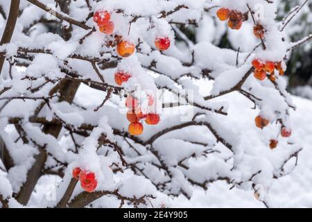 Krabbenäpfel im Winter oder Januar mit Schnee bedeckt. Crab Apple Tree (Malus), Großbritannien Stockfoto