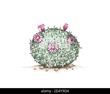 Illustration Handgezeichnete Skizze von Mammillaria oder Nadelkissen Kaktus mit rosa Blume. Eine Sukkulenten Pflanzen mit scharfen Dornen für Gartendekoration. Stockfoto