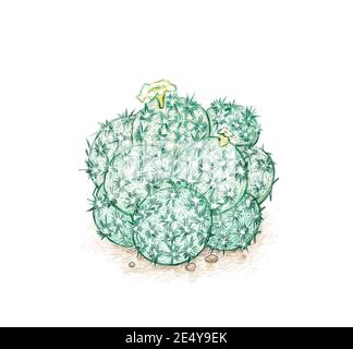 Illustration Handgezeichnete Skizze von Mammillaria plumosa oder Federkaktus mit gelber Blume. Eine Sukkulenten Pflanzen mit scharfen Dornen für Gartendekoration Stockfoto