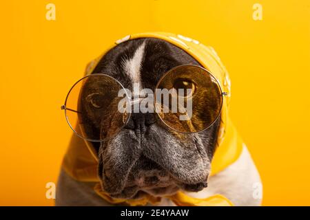 Lustige französische Bulldogge Hund in gelben Bandana und Sonnenbrille gekleidet Auf gelbem Hintergrund Stockfoto