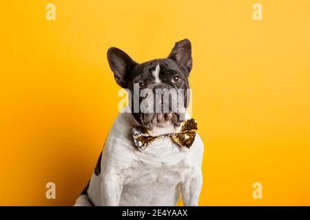 Elegante französische Bulldogge mit Pailletten Fliege Blick auf die Kamera auf gelbem Hintergrund. Stockfoto