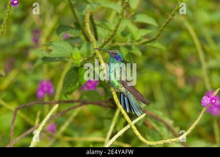 Funkelnde Violettear, Colibri coruscans, thront in Verbena Busch. Stockfoto