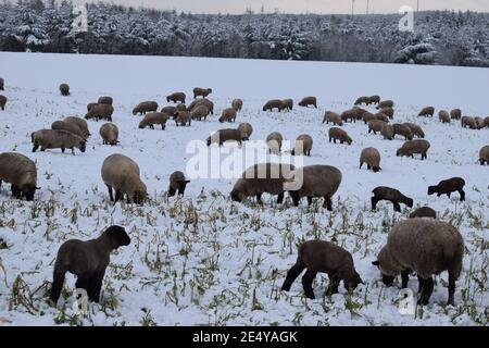 Schafherde im Schnee Stockfoto