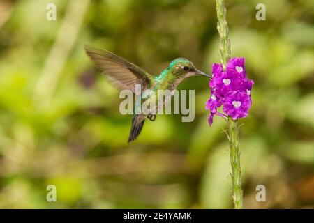 Blue-tailed Emerald juvenile Männchen, Chlorostilbon mellisugus, Fütterung an Verbena Blume. Stockfoto