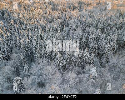 Blick von der Drohne auf einen schönen Winter verschneiten Wald in den Strahlen der Sonne. Wunderschöner Märchenwald Stockfoto