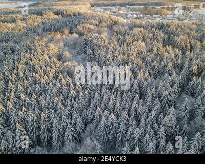 Blick von der Drohne auf einen schönen Winter verschneiten Wald in den Strahlen der Sonne. Wunderschöner Märchenwald Stockfoto