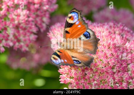 Europäischer Pfauenschmetterling - Aglais-io - saugt mit seinem Stamm Nektar aus der Orpine-Blüte - Sedum tephium Stockfoto