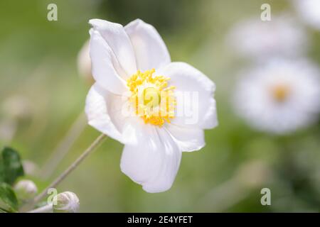 Die japanische Herbstanemone ist eine Art der Gattung der Anemone innerhalb der Familie der Butterblume. Es wird in den gemäßigten Gebieten als Zierpflanze in verwendet Stockfoto