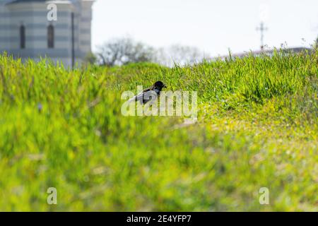 Eine Elster spaziert auf dem grünen Gras im Park. Ein schwarz-weiß anmutiger Vogel sucht Nahrung unter dem hohen Gras. Sommerlandschaft in weichen Fokus Stockfoto