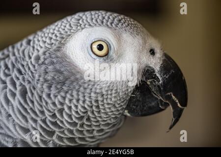 Nahaufnahme des Seitenprofils des African Grey Papagei Stockfoto