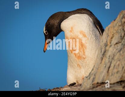 Gentoo-Pinguin in der Antarktis (Pygoscelis papua) Stockfoto