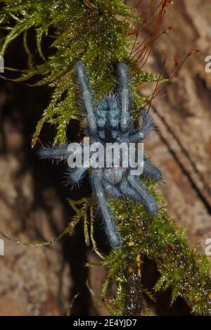 Caribena versicolor, Antillen Pinktoe tarantula, Martinique rote Baumspinne, Martinique-Baumvogelspinne Stockfoto