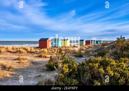 FINDHORN MORAY KÜSTE SCHOTTLAND DER STRAND MIT FARBIGEN CHALETS ODER HÜTTEN IM WINTER UND GELBE GINSTERBLÜTEN Stockfoto